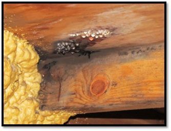 Structural repair services: Roof condensation damage
